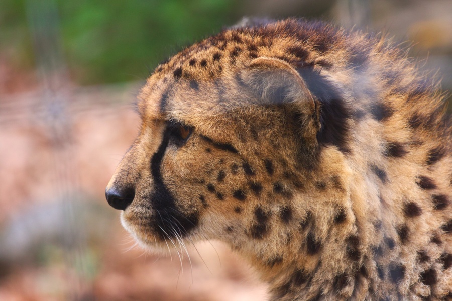 Guépard