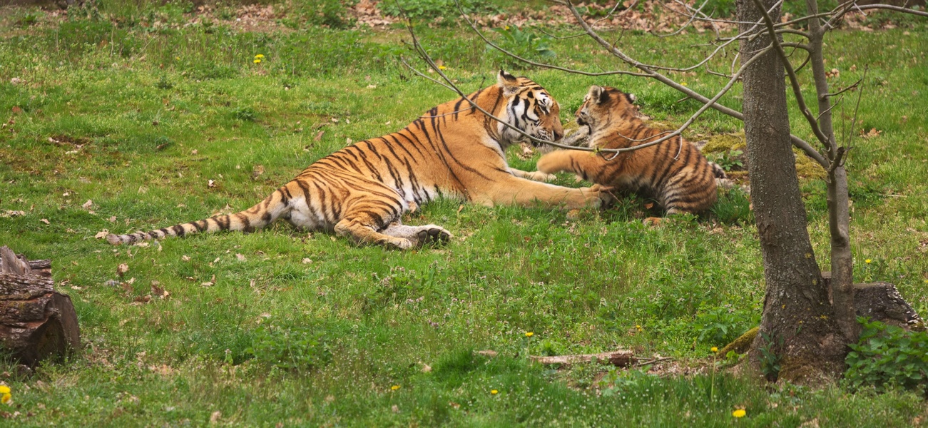 Tigres
