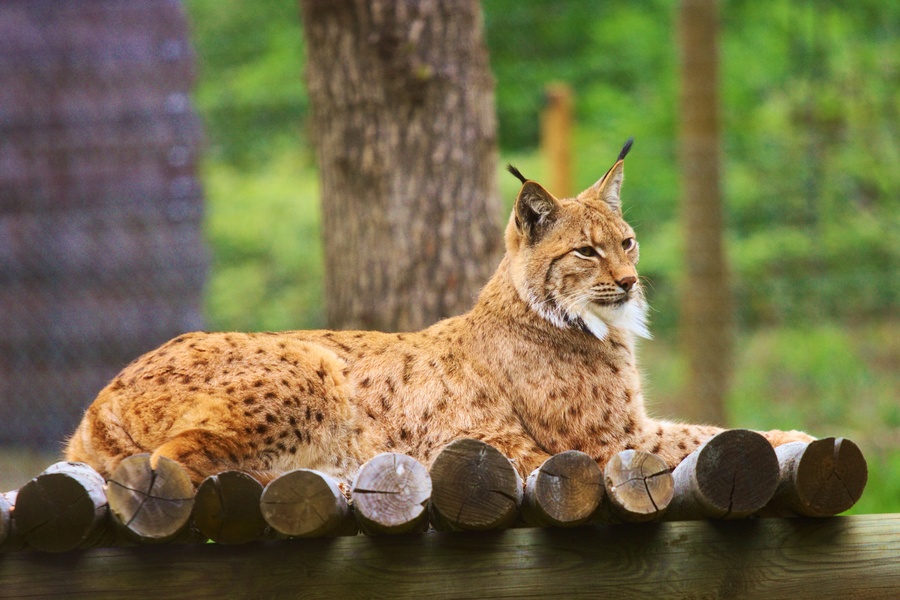 Lynx