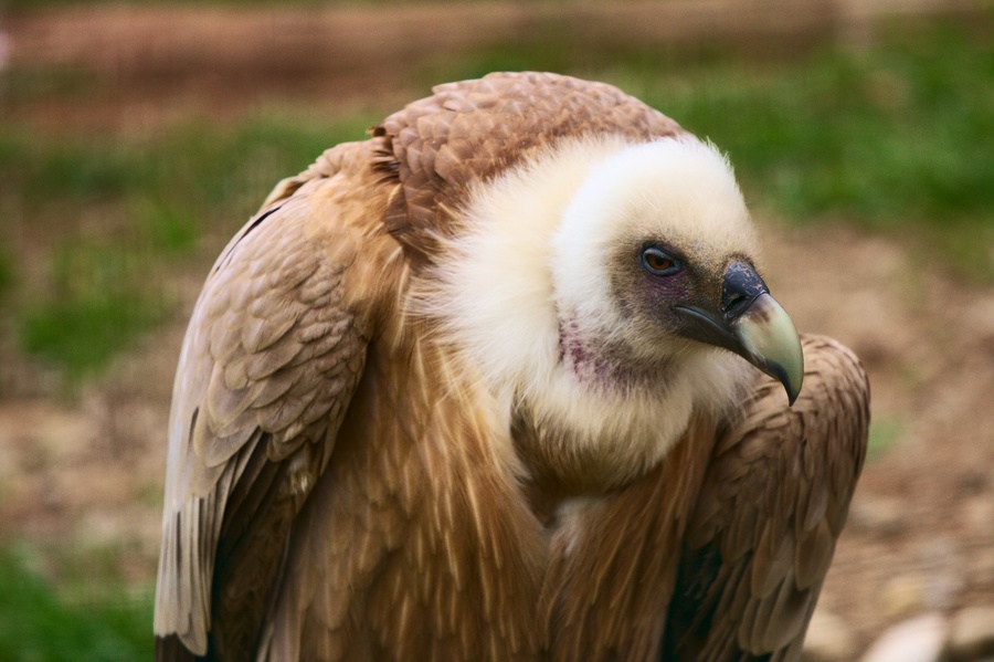 Vautour