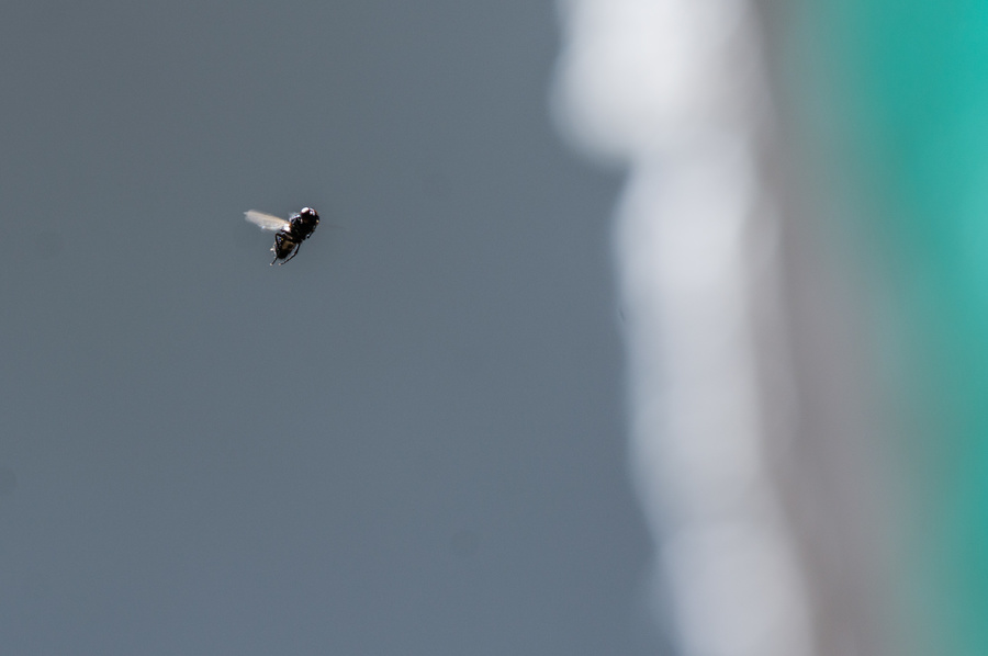 Mouche