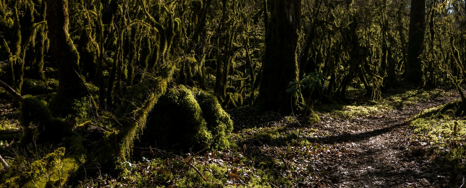 En forêt moussue