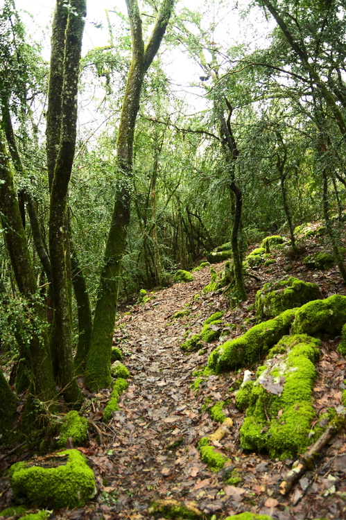 Sous-bois