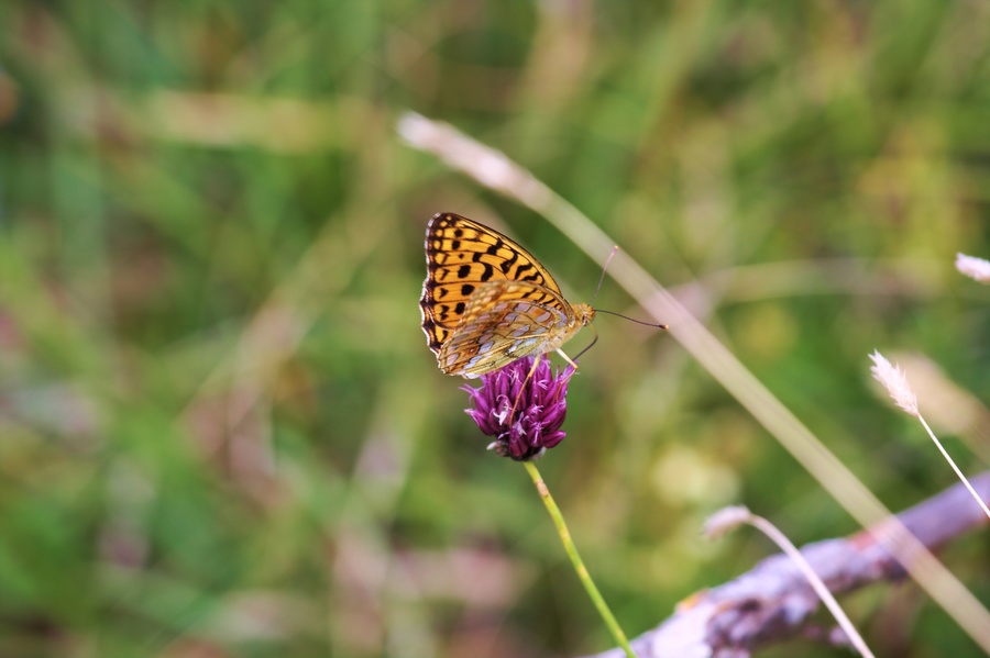 Papillon