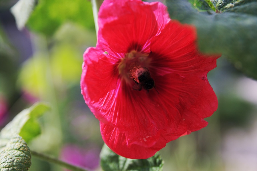 Fleur