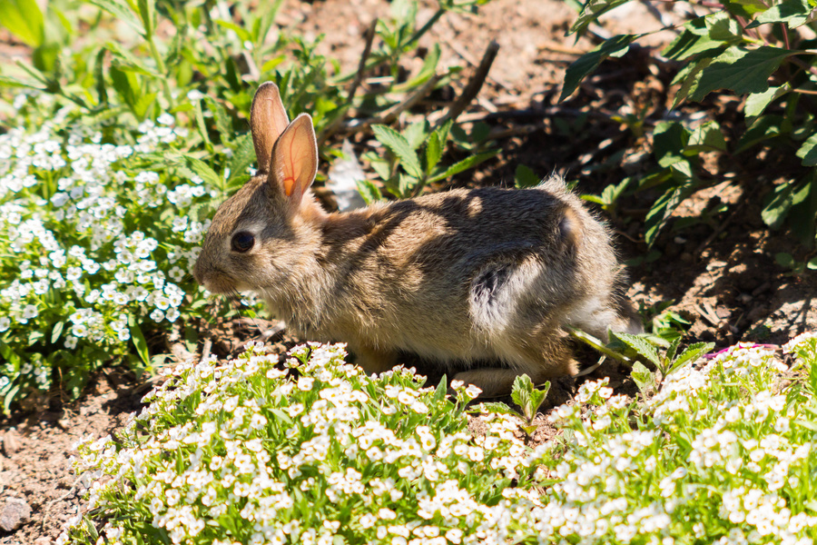 Lapin