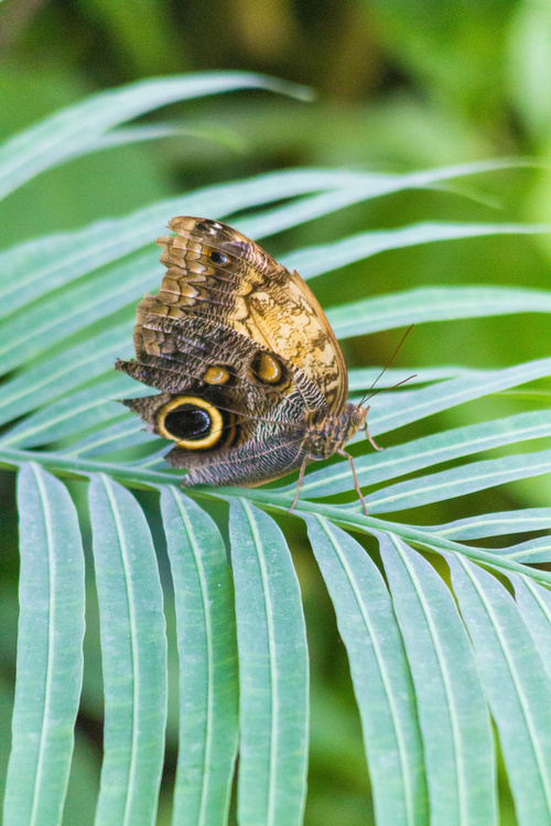 Papillon