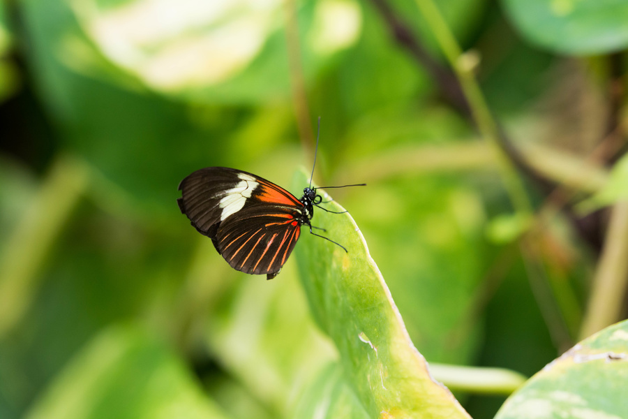 Papillon