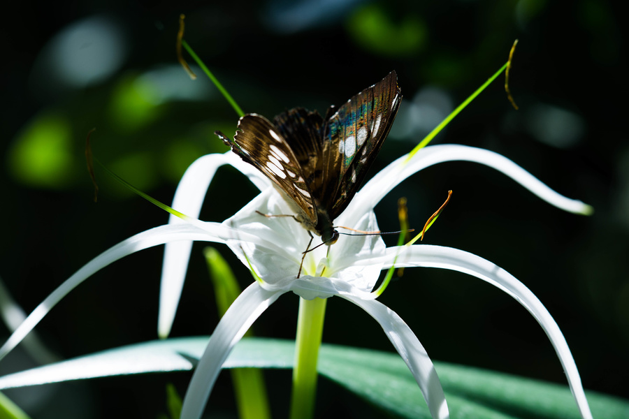 Papillon