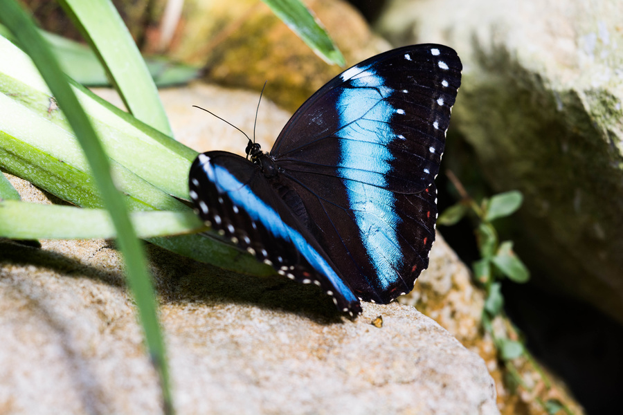 Papillon