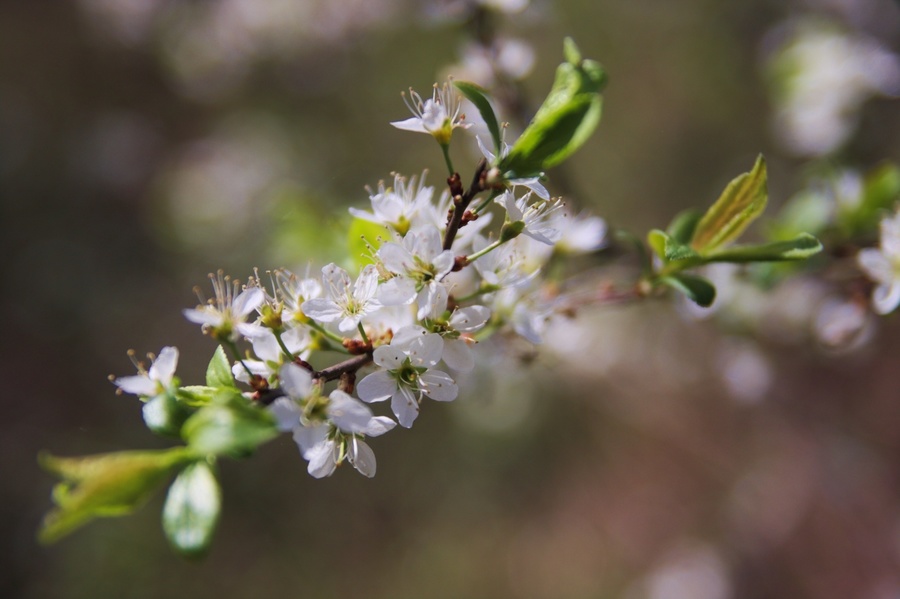 Aubépine