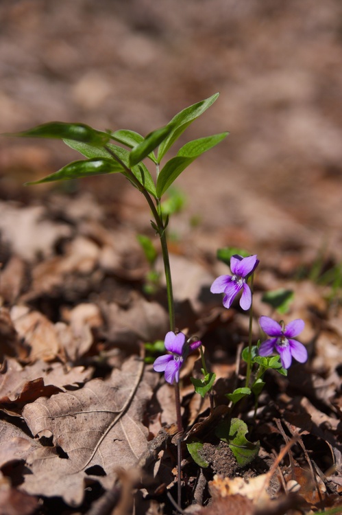 Violettes