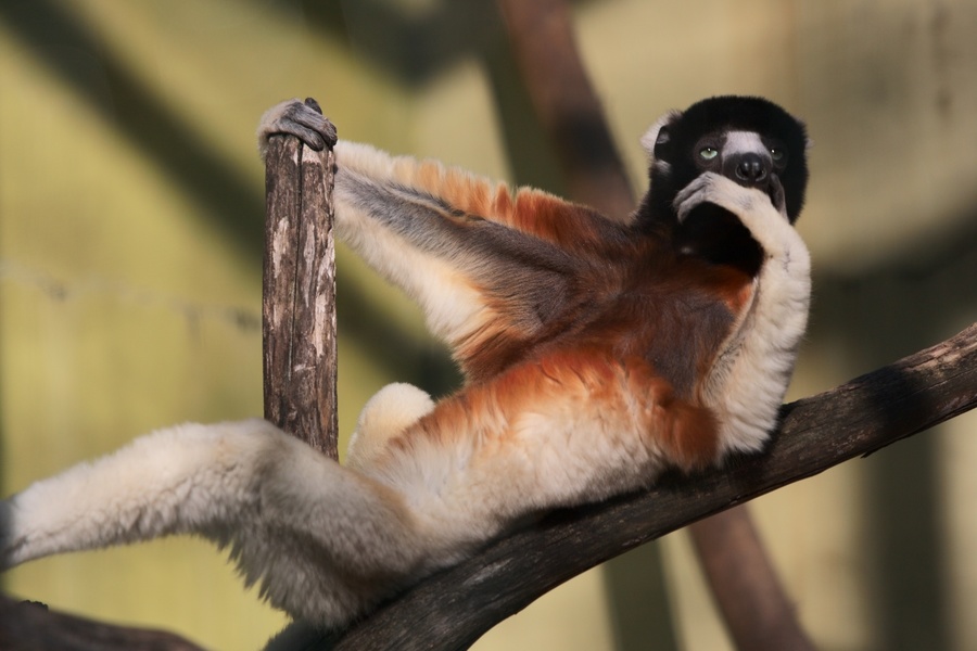 Singe