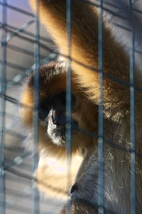 Singe malheureux
