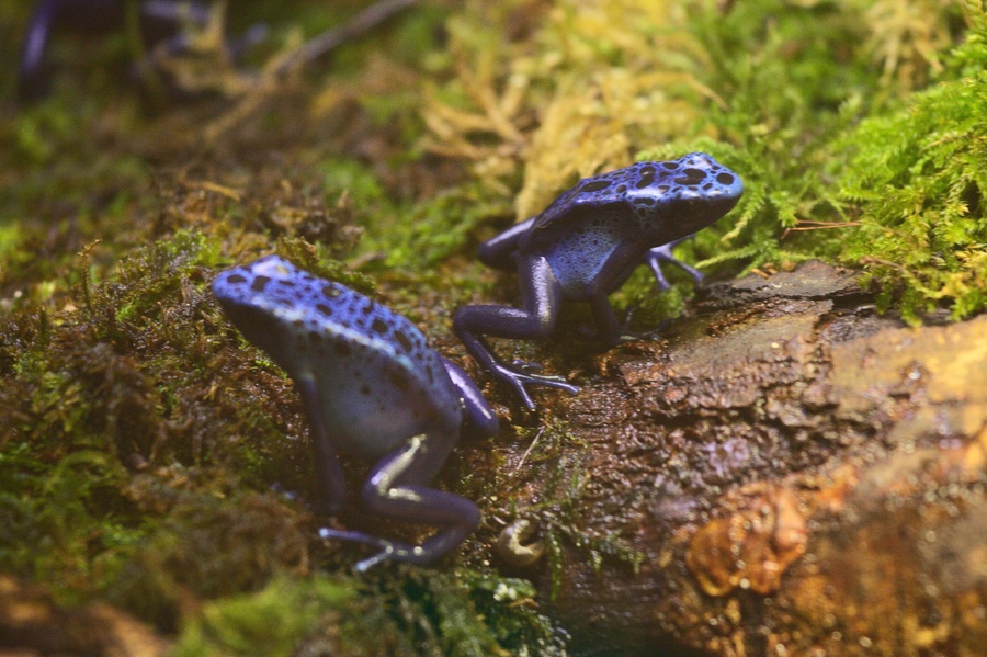 Grenouilles
