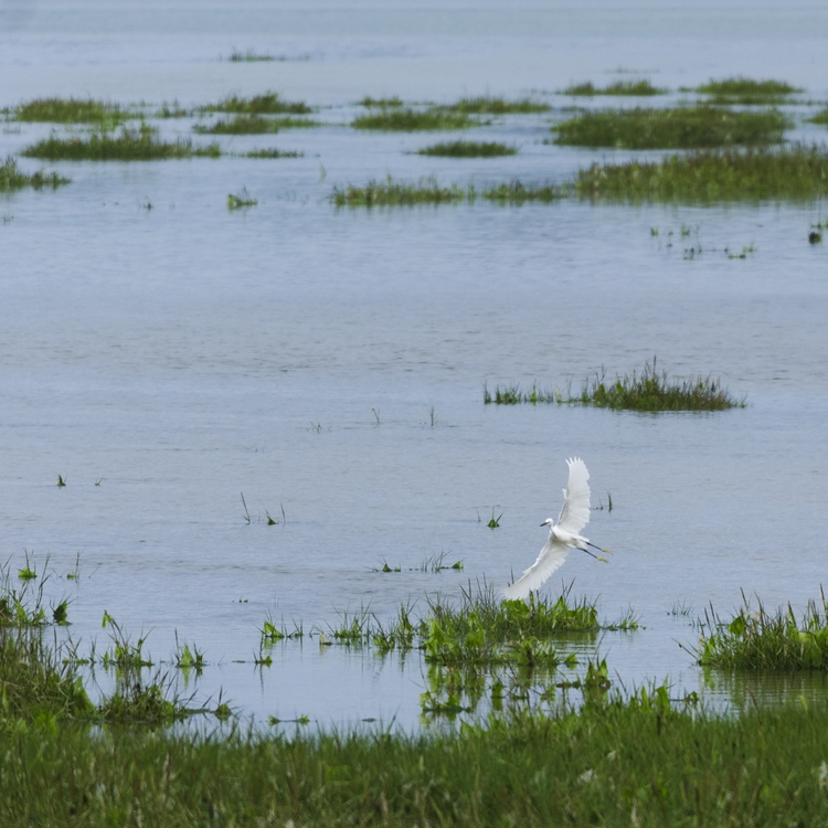Aigrette