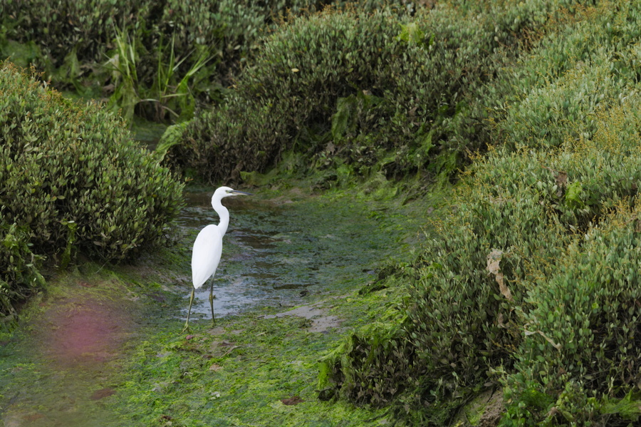 Aigrette