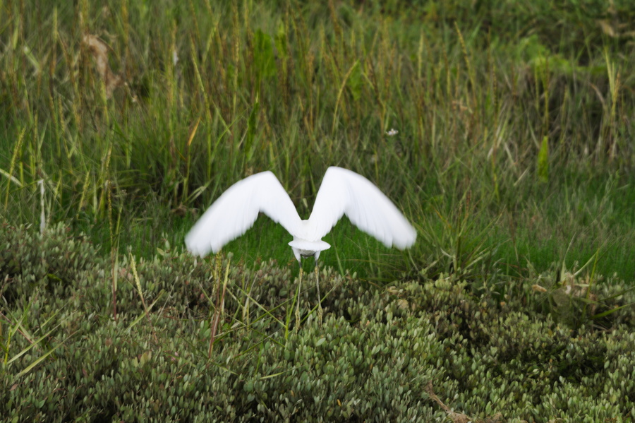Aigrette