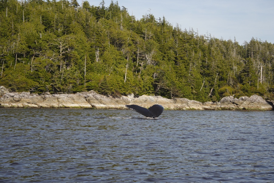 Baleine