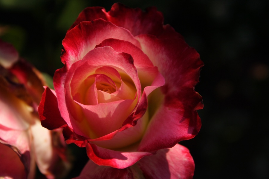 Victoria Botanical Garden