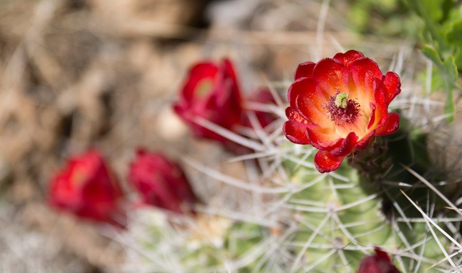Cactus