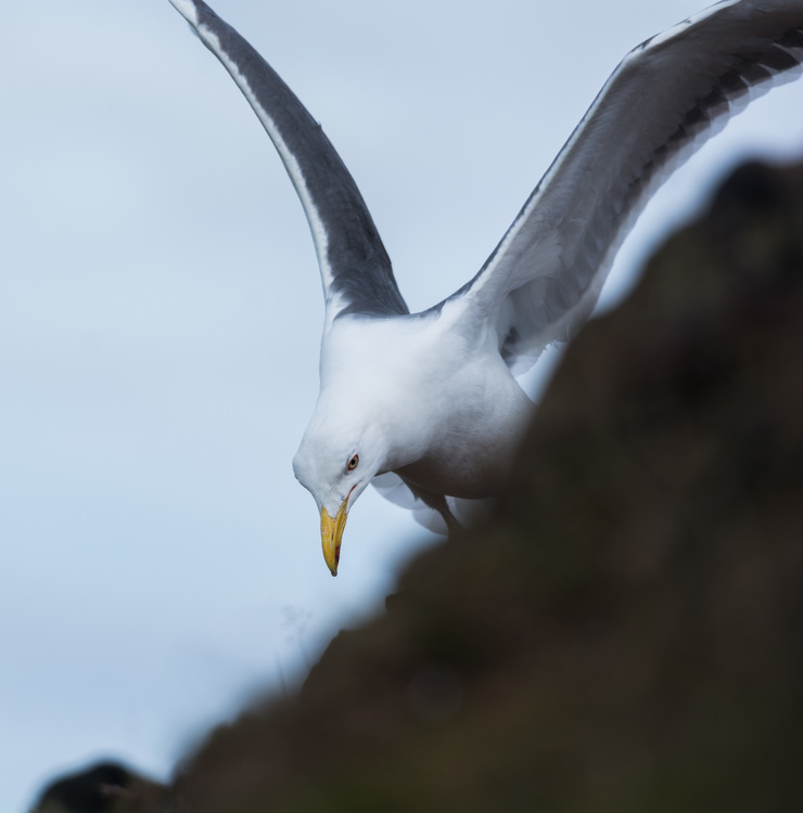Mouette