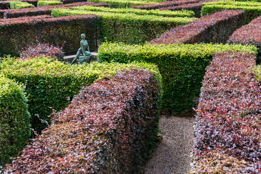 Murray Star Maze