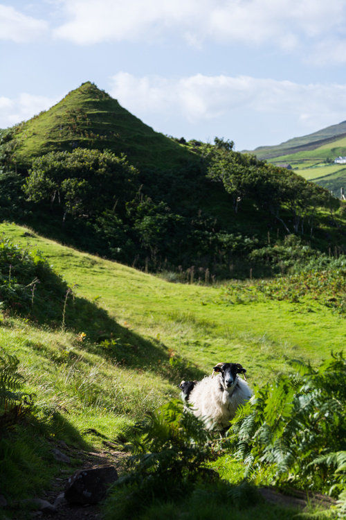 Fairy Glen