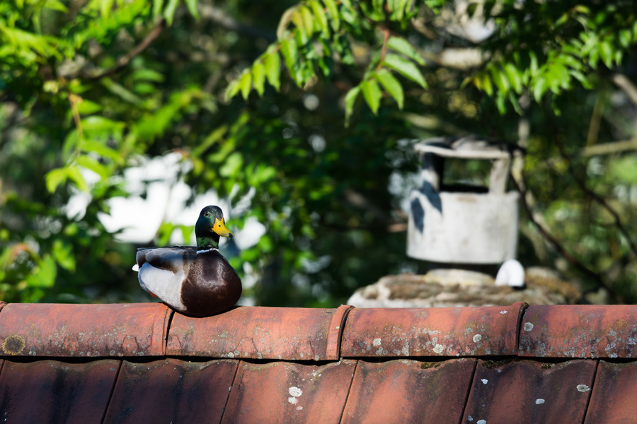 Canard