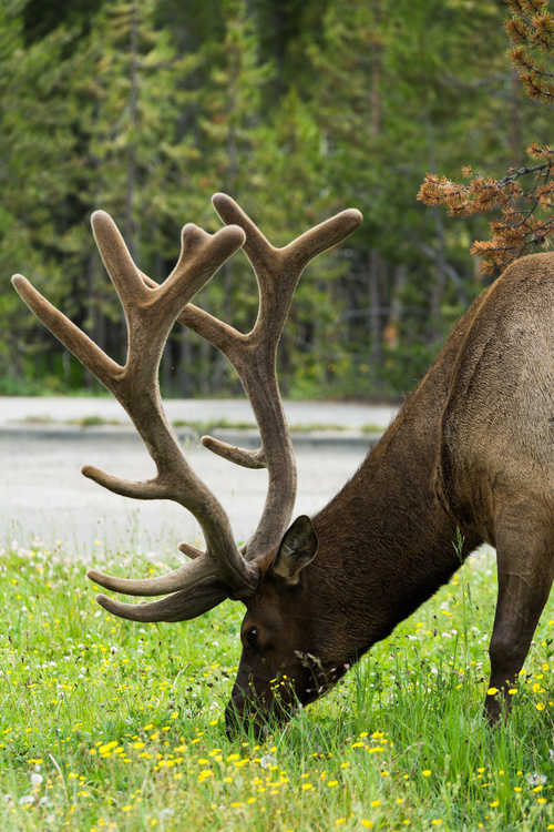 Elk