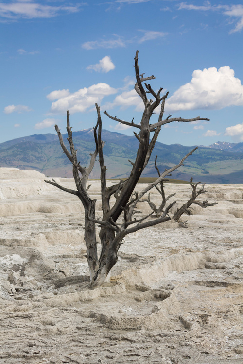 Mammoth Hot Springs