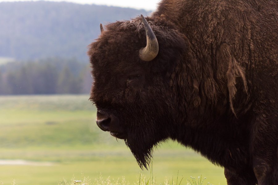 Bison