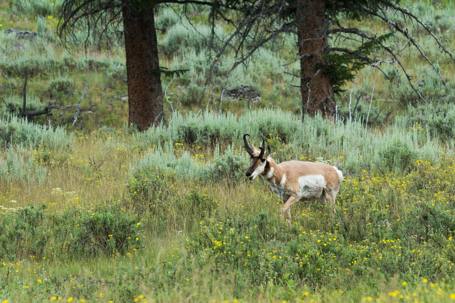 Pronghorn